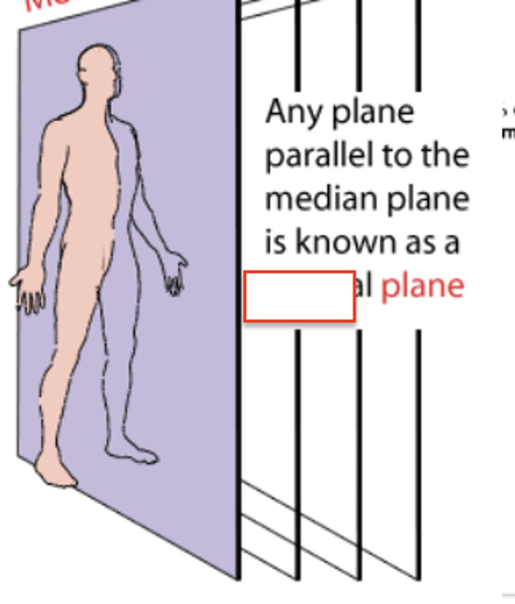 <p>vertical plane passing through the body, parallel to the median plane. divides the body into right and left parts</p>
