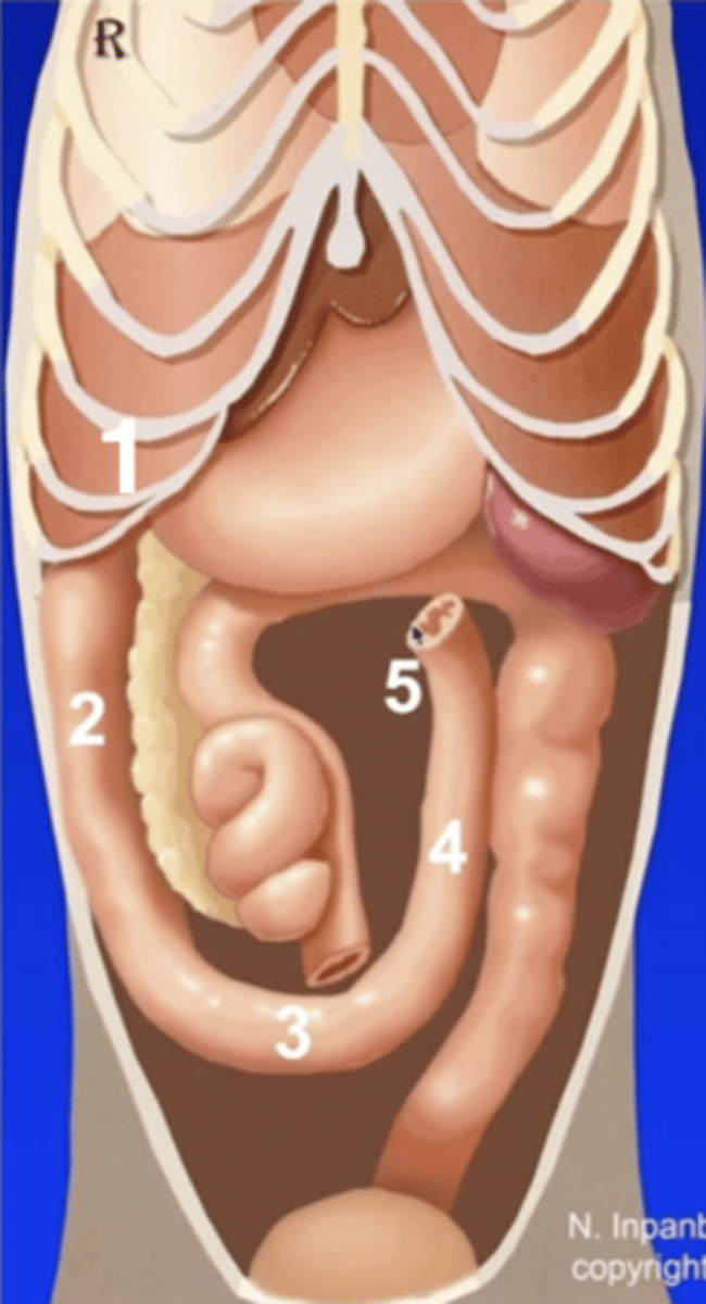 <p>1 (behind ribs)</p>