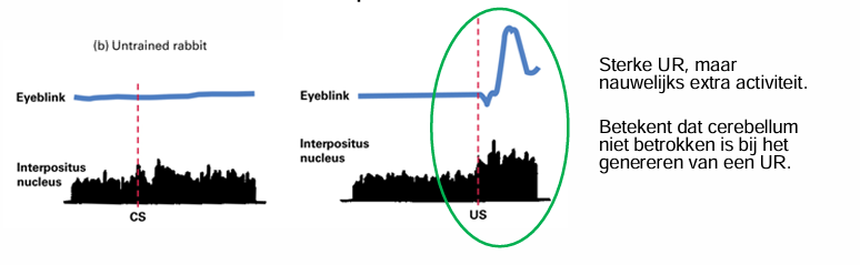 <p>kunnen we daar activiteit meten die inderdaad indicatief is voor het plaatsvinden van klassiek conditioneren?</p><p>ja </p><p>NS = geen eyeblinks dus neutraal</p><p>vervolgens US aanbiedt krijg je hele sterke UR, maar eig helemaal niks extra’s in IN, » </p><p>Sterke UR, maar nauwelijks extra activiteit. Betekent dat cerebellum niet betrokken is bij het genereren van een UR.</p>