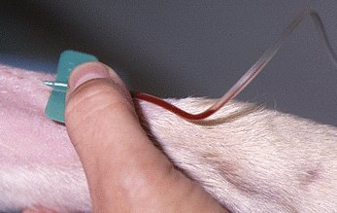<p>Catheter- Butterfly</p>