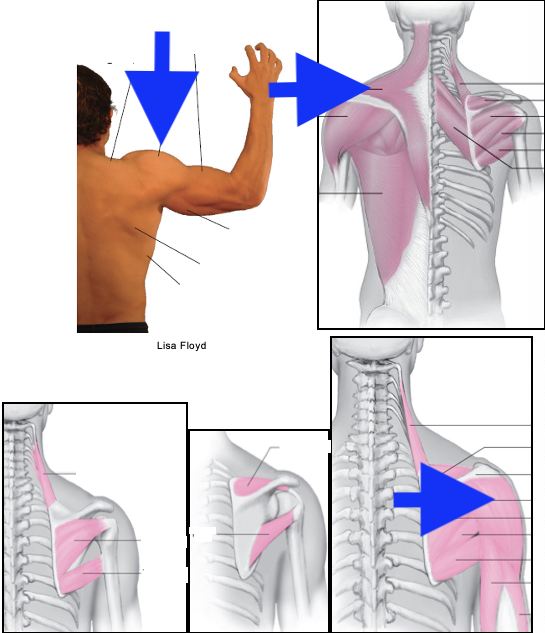 term image