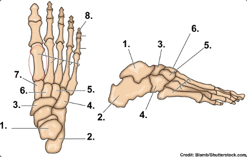 <p><span>What is bone number 7 called?</span></p>