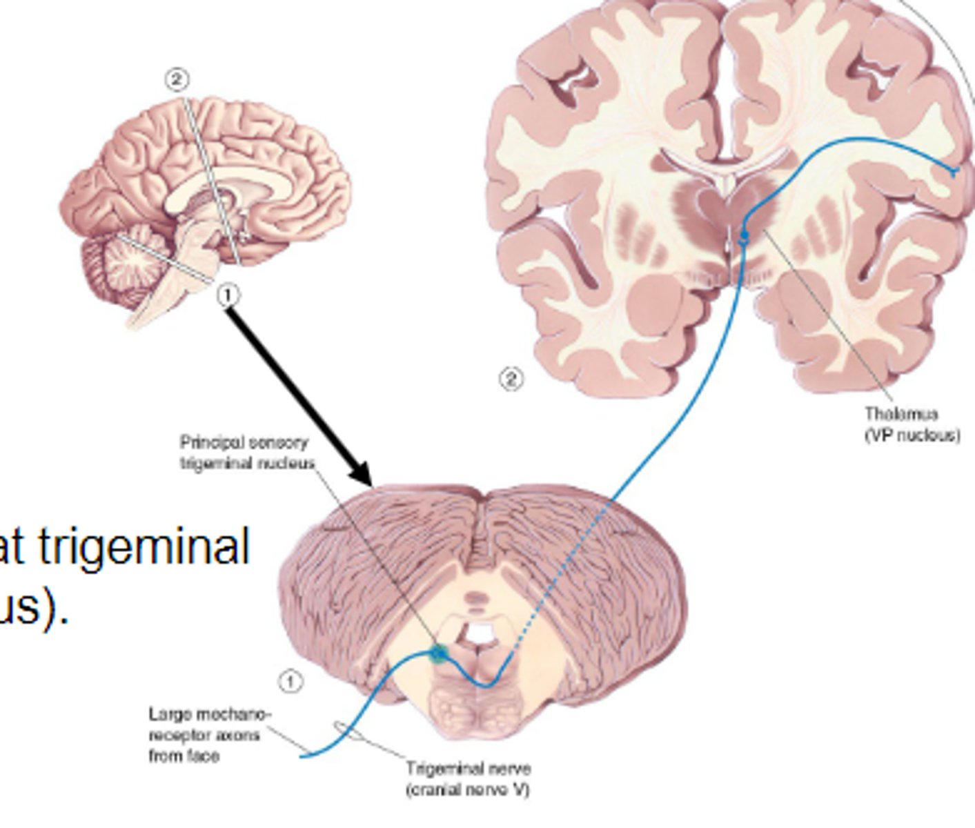 <p>Carries somatic signals that aren't carried by spinal cord (face, head). </p><p></p><p>Somatosensory information from face comes primarily through this pathway. Has similar sensory connections as dorsal root ganglia <strong>BUT crosses at trigeminal nucleus</strong></p>
