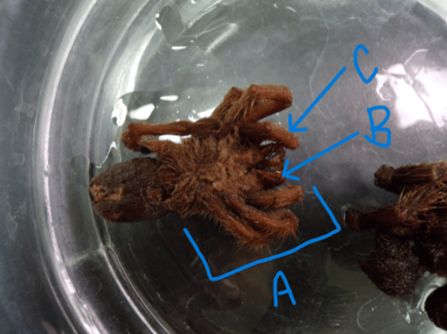 <p>What Phylum, Subphylum, and Class is this animal in?</p><p>What is A, B, and C pointing to?</p>