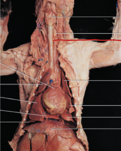 <p>carries oxygen from the nasal cavity to lungs</p>