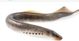 <p>What type of chordate is this species?</p>