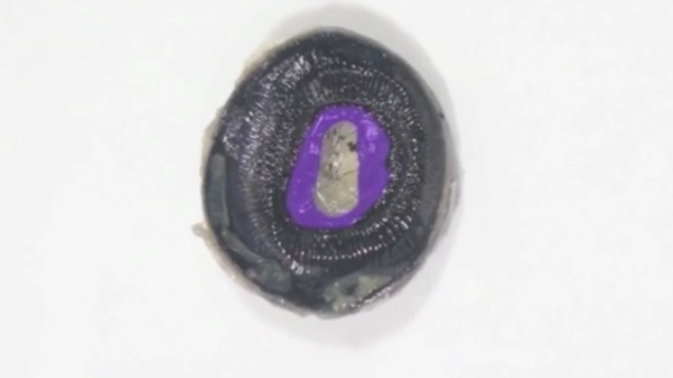 <p>Iris </p>