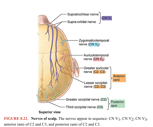 <p>The frontal nerve, the largest branch produced by the trifurcation of CN V1, runs along the roof of the orbit toward the orbital opening, bifurcating approximately midway into the cutaneous supra-orbital and supratrochlear nerves, distributed to the forehead and scalp (Figs. 8.21 and 8.22).The frontal nerve, the largest branch produced by the trifurcation of CN V1, runs along the roof of the orbit toward the orbital opening, bifurcating approximately midway into the cutaneous supra-orbital and supratrochlear nerves, distributed to the forehead and scalp (Figs. 8.21 and 8.22).</p>