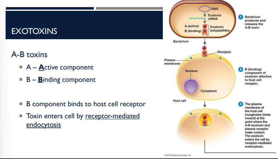 <p>AB toxins, a type of exotoxin, enters the cell through what?</p>