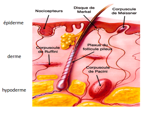 <p>épiderme</p><p>derme</p><p>hypoderme / tissu adipeux sous-cutané</p>