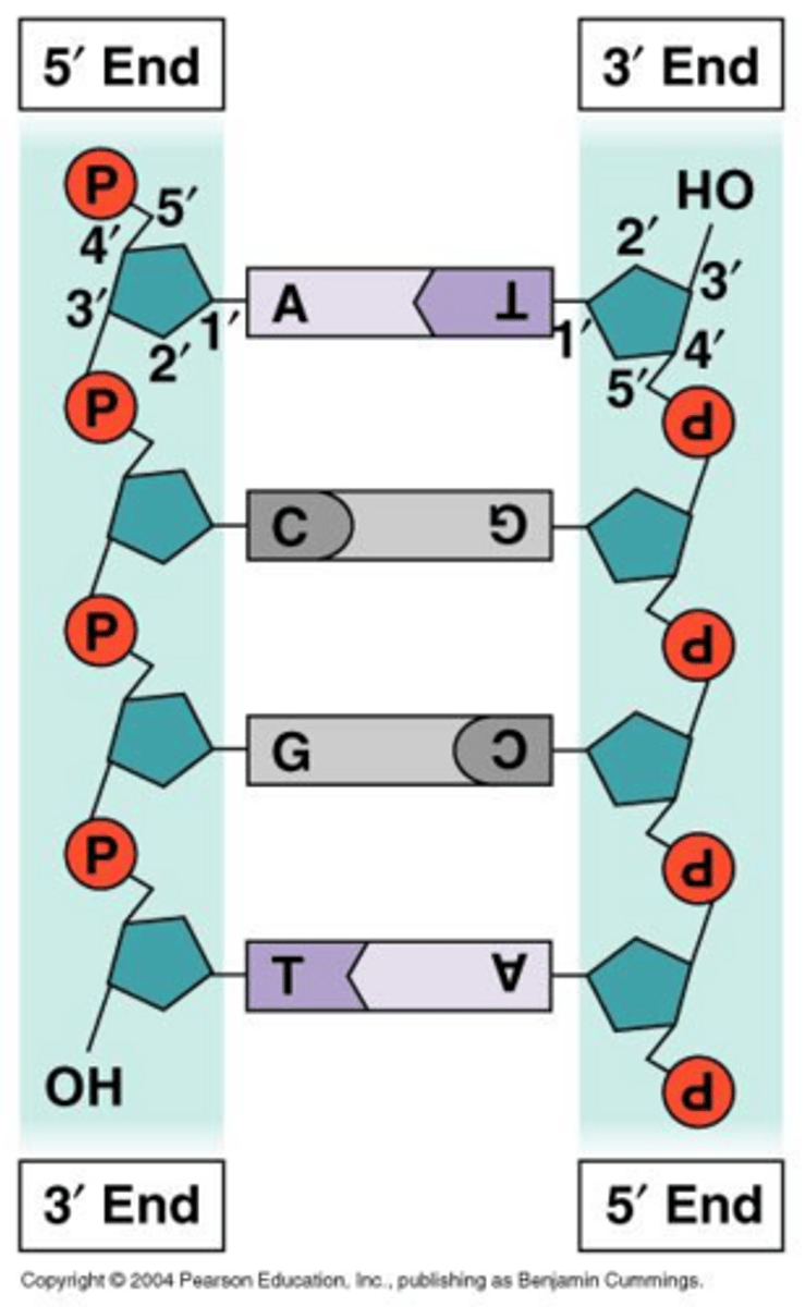 <p>WHAT is <span style="color: rgb(24, 22, 120);">double stranded</span> with complementary strands running antiparallel (5'-3' and 3'-5').</p>