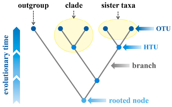<p>Groups of organisms that share a common ancestor that is not share by any other group </p><ul><li><p>members of a sister group are each other’s closest relatives </p></li></ul><p></p>