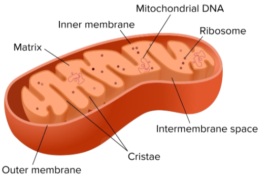 <p>Site of cellular respiration is </p>