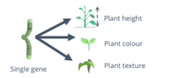 <p>Single gene controls for the expression of multiple phenotypic traits</p>