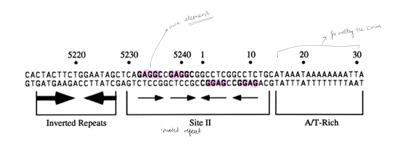 <ol><li><p>bind to unique site on viral genome</p><ul><li><p>65bp control region containing:</p><ol><li><p> a 27 bp inverted repeat (a potential hairpin)</p></li><li><p>conserved A/T rich element is needed for origin function</p></li></ol></li></ul></li></ol><p></p>