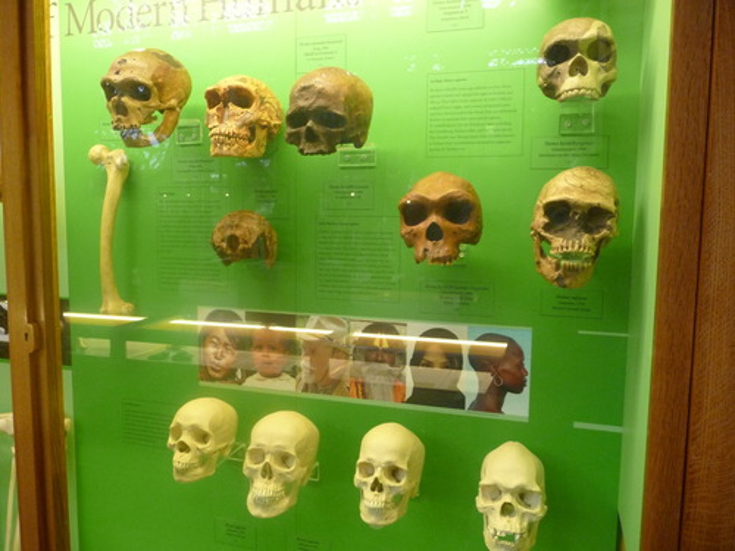 <p>Provides record of species, shows similar characteristics between living and extinct</p>