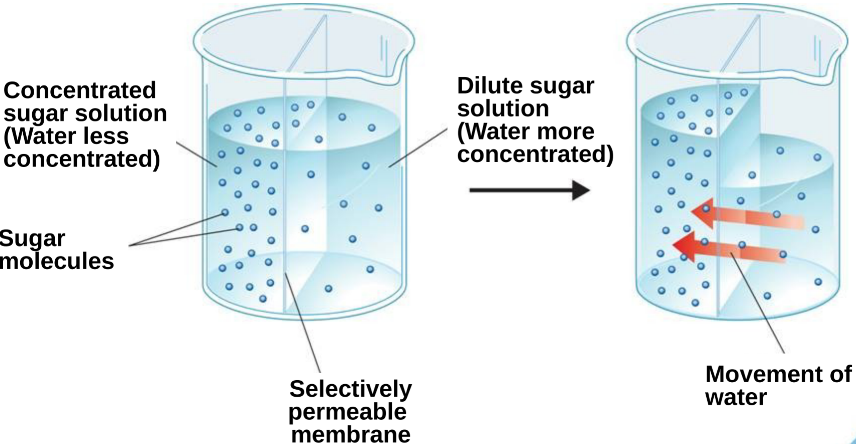 How Osmosis Works