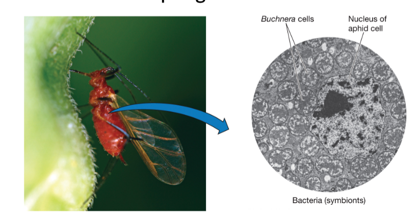 The Buchnera bacteria are ____ among hosts, meaning that mother aphids ____ .