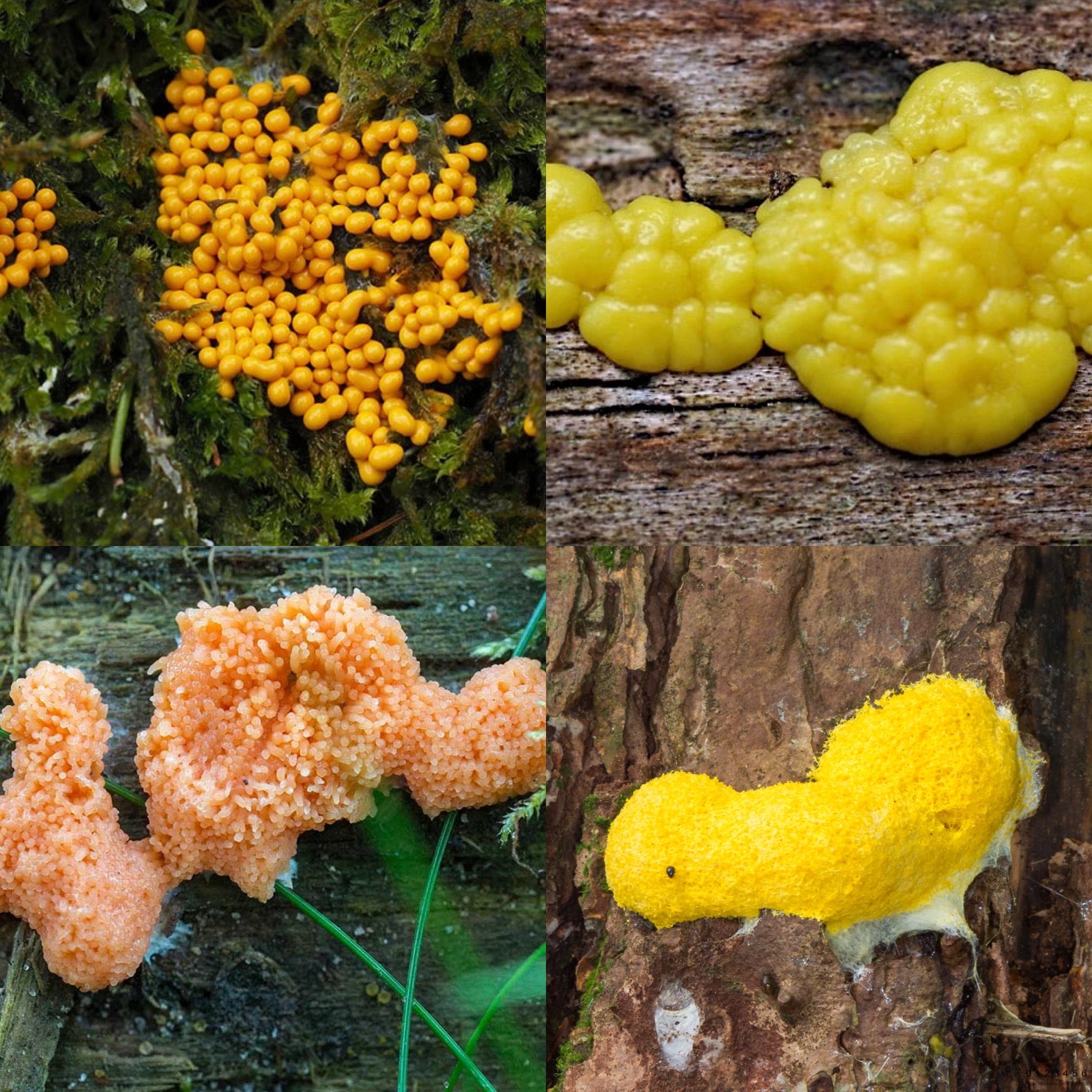 <p>Identify Domain, Major Clade, Kingdom? Clade, Group?, Genus?</p>