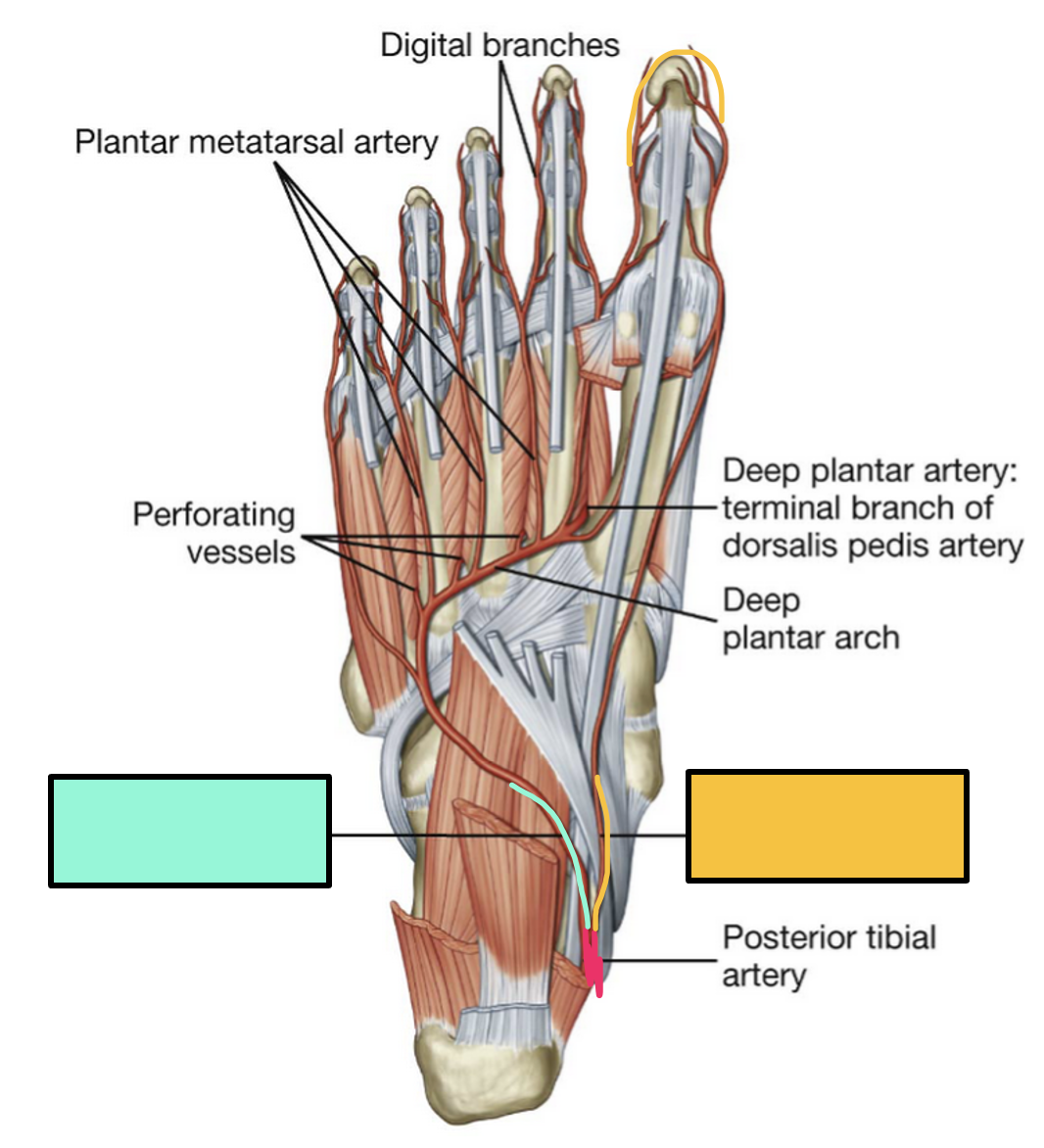 <p>What is teal?</p>