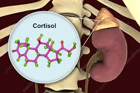 <p>stimulating the <span style="color: blue"><strong>adrenal cortex </strong></span>to release <span style="color: blue"><strong>cortisol</strong> ( stress hormone ) </span></p><img src="https://lh7-rt.googleusercontent.com/docsz/AD_4nXf4bmtcaKkcu5nFchNja14jneuzTqi2iyujbbr8QN36uT6vniHuopa4mfFixThDFOpgkfR9enVCiUrd6trVfc_nNTqwIFwAsGrWKgdcKAaFtyYrXKzeOLFnOsfY_VHFk0aGdG3D?key=X-mcL7cF3rR3Ea-ljLhXOFRU" data-width="25%" data-align="center"><p></p>