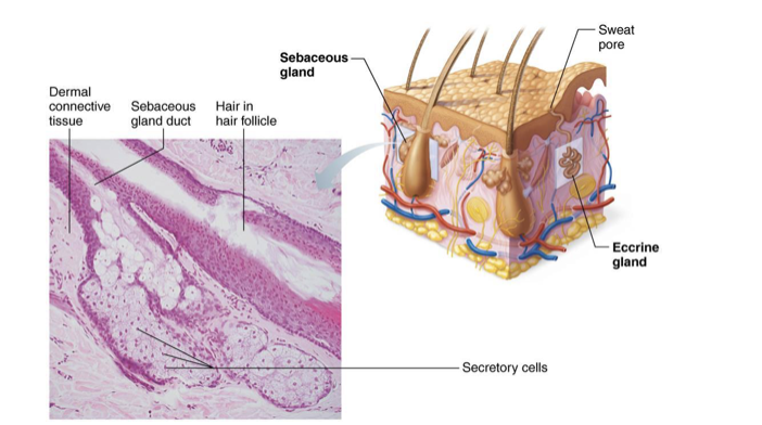 <p>Sebaceous (Oil) Glands </p>