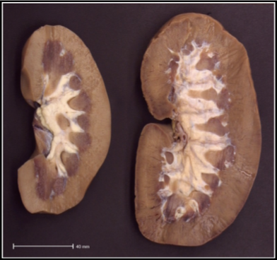 <p>what does this image show </p>