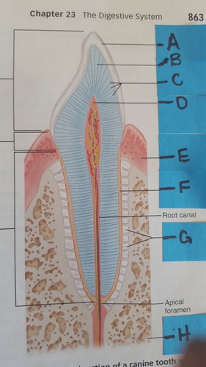 <p>E</p>