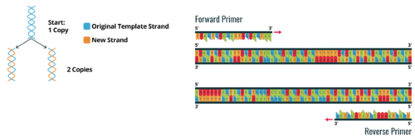 <p>forward primers bind to the 3' end of the antisense (template) strand, while the reverse primers bind to the 3' end of the sense (coding) strand, allowing DNA polymerase to synthesize new strands in the 5' to 3' direction on both templates</p>