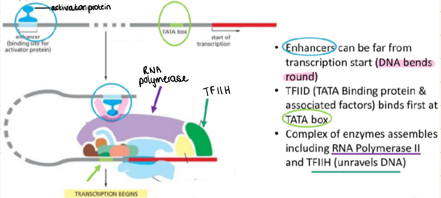 <ul><li><p>enhancers can be far from transcription start - DNA bends round)</p></li><li><p>TFIID (TATA binding protein and factors) binds first at the TATA box</p></li><li><p>Complex of enzymes assembles including RNA polymerases Prokaryotes 2, and TFIIH (unravels DNA)</p></li></ul><p></p>
