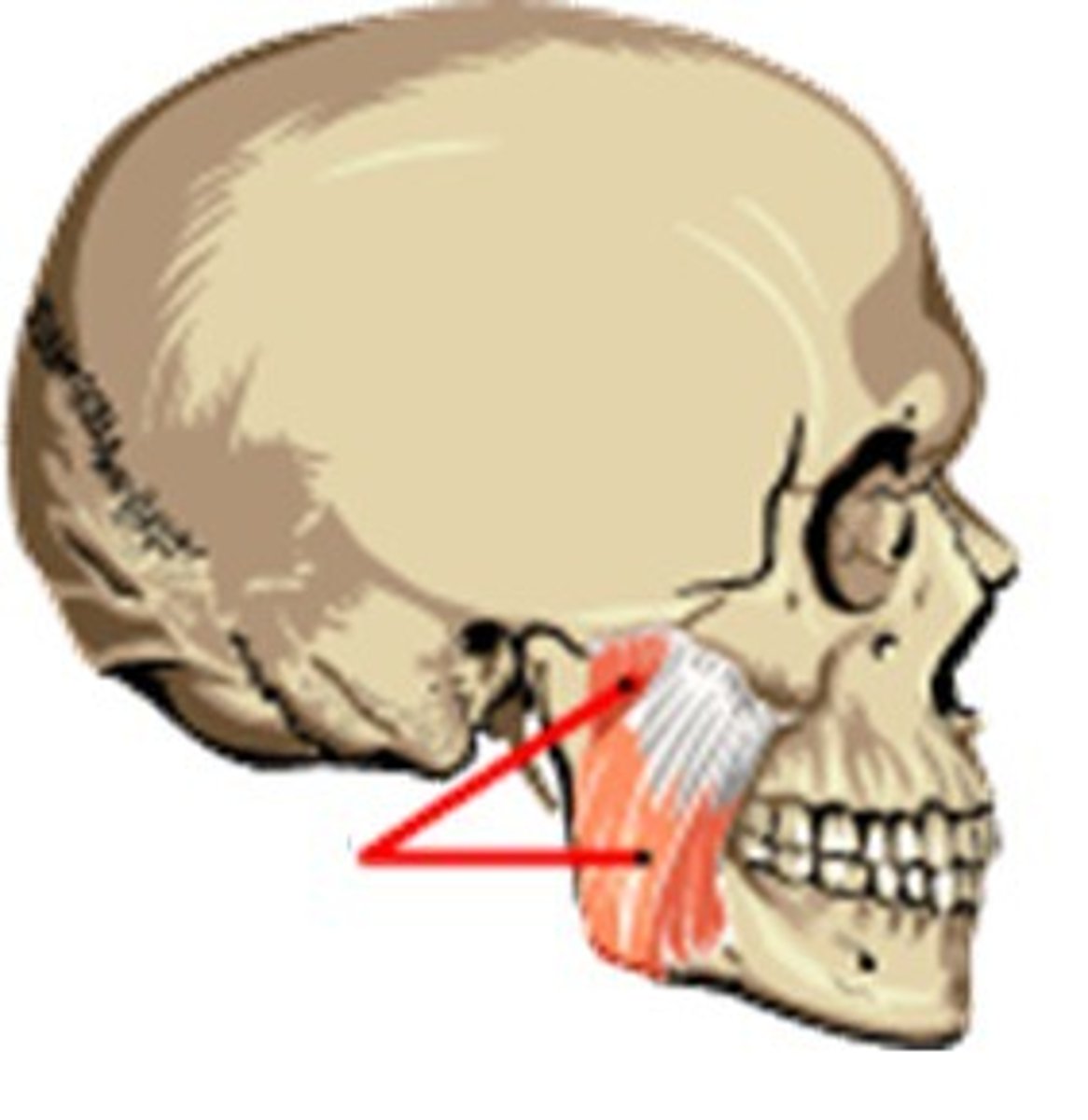 <p>The process of chewing</p>