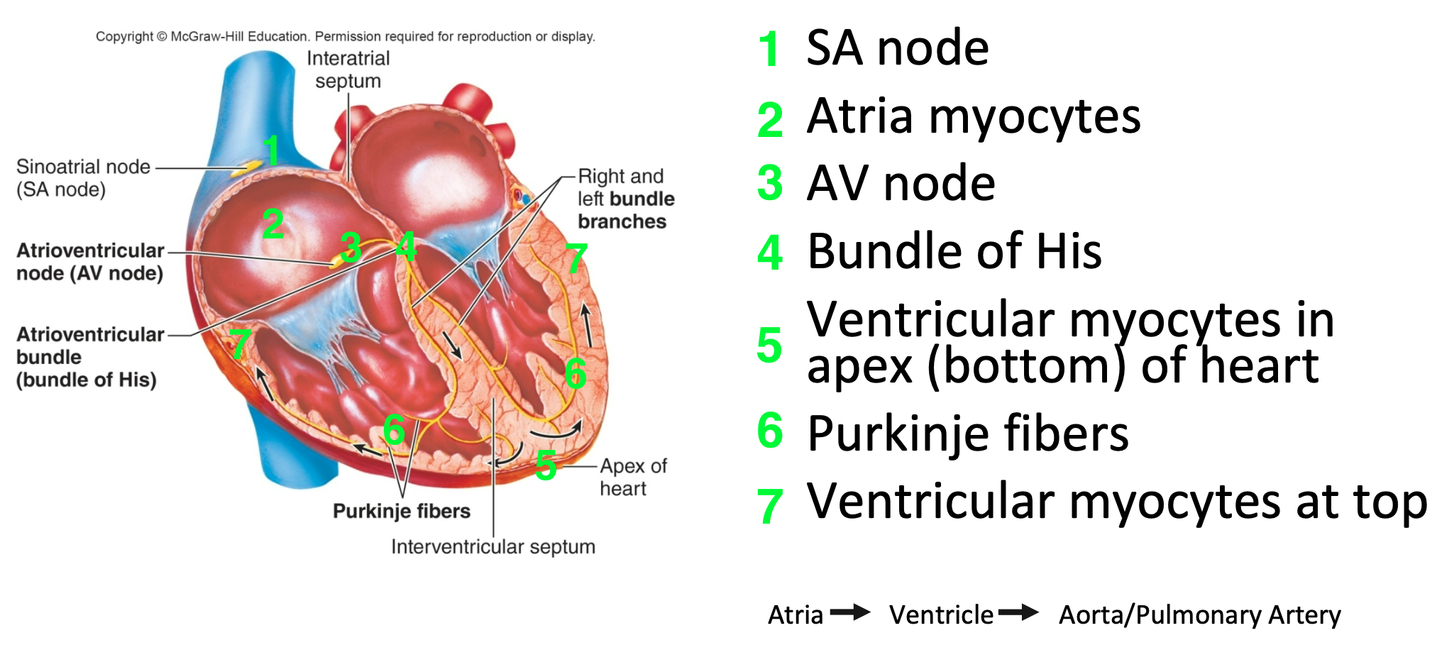 <ol><li><p>SA node</p></li><li><p>Atria myocytes</p></li><li><p>AV node</p></li><li><p>Bundle of His</p></li><li><p>Ventricular myocytes in apex (bottom) of heart</p></li><li><p>Purkinje fibers</p></li><li><p>Ventricular myocytes at top</p></li></ol>