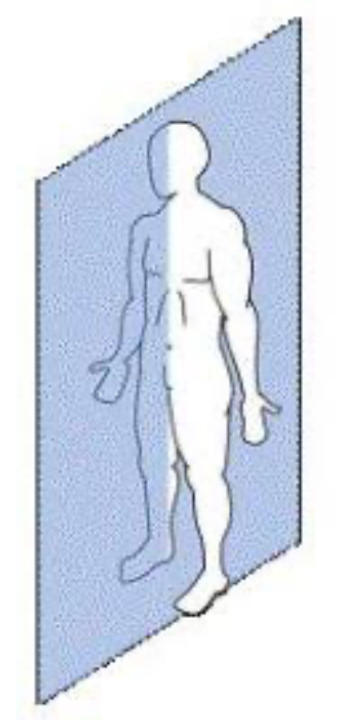 <p>medial, midline, center of the body and divides right and left</p>