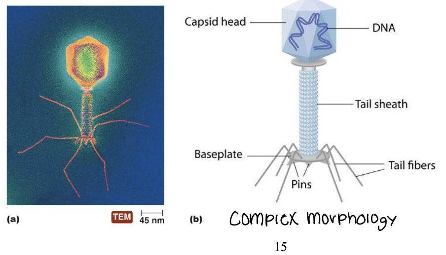 <ul><li><p>Some <strong>bacteriophages </strong>have a <span style="color: red;"><strong>polyhedral nucleocapsid</strong></span><strong> </strong>along with a <span style="color: red;"><strong>helical tail </strong></span>and attachment fibers </p></li></ul><p></p>