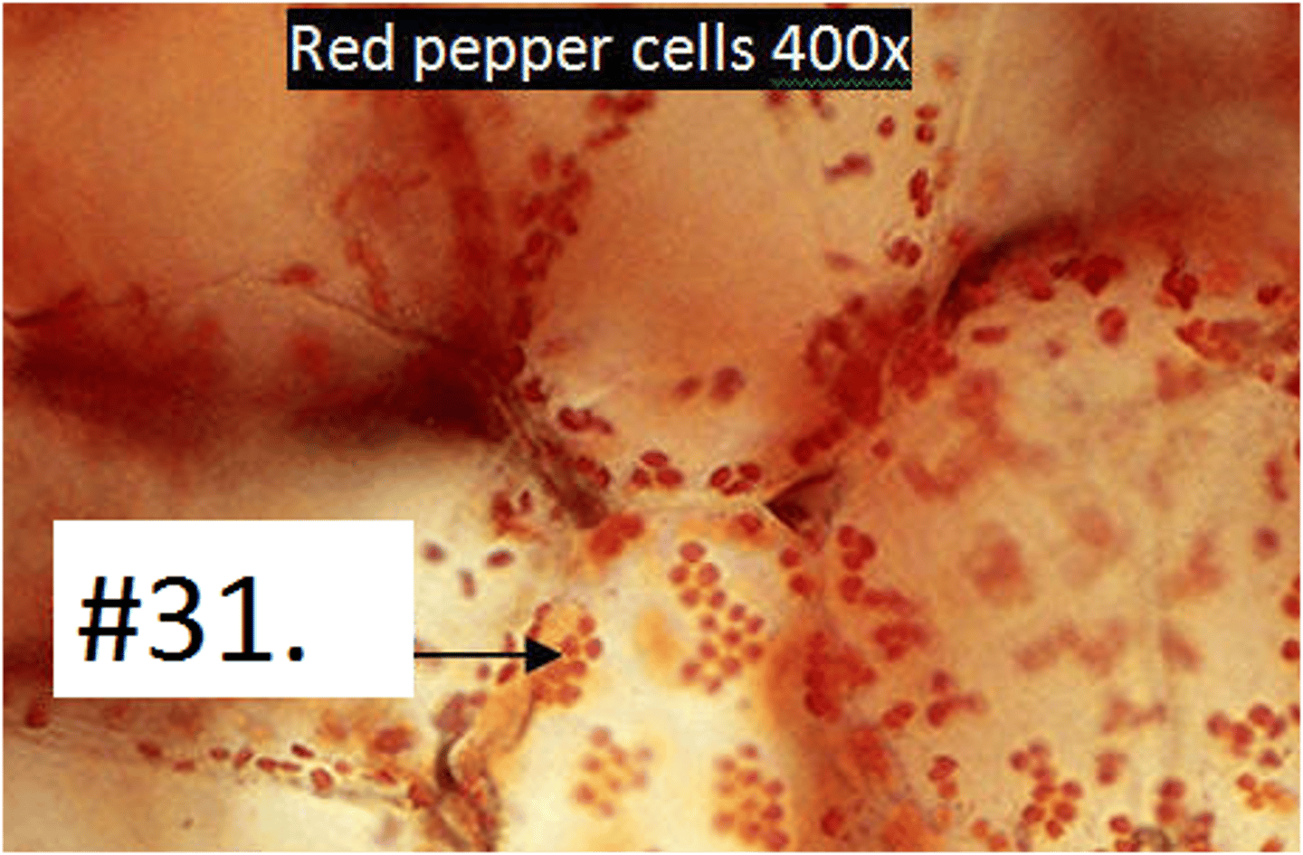 <p>Synthesize and accumulate carotenoids (yellow, orange, red)</p>