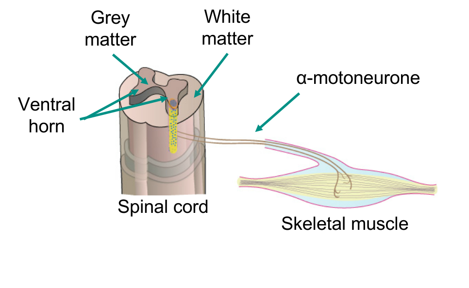 <p>Motor neurones of the spinal cord</p><p>Cell bodies in ventral horn</p><p>Axons project out to skeletal muscle </p><p>Synapse with muscle fibres - neuromuscular junction</p>