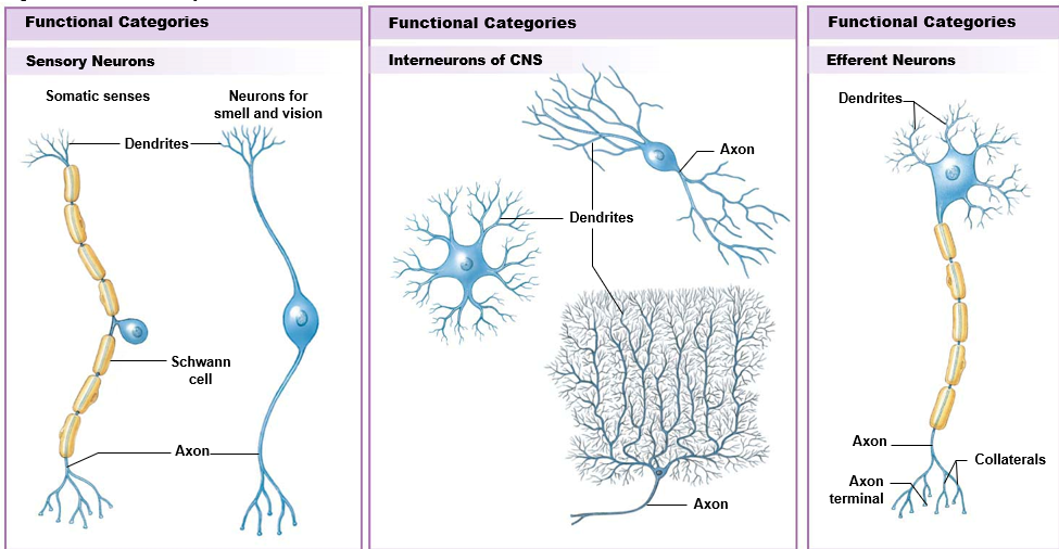 <p><strong>sensory</strong>: both dendrites and axon separated from cell body</p><p><strong>interneurons</strong>: CNS neurons, highly branched</p><p><strong>efferent</strong>: single long axon, dendrites as branches from cell body (classic neuron shape)</p>