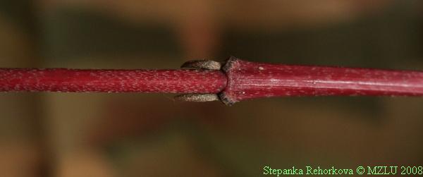 <p><span><em>Swida alba</em></span></p>