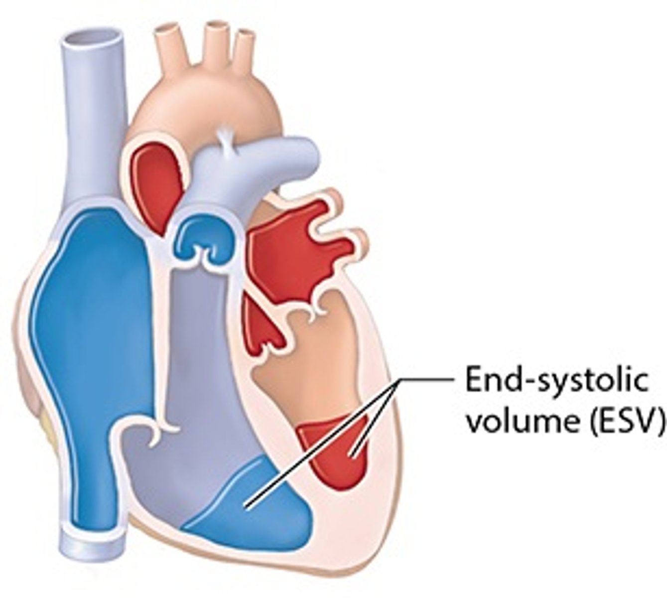 <p>volume of blood remaining in each ventricle after systole (contraction)</p>