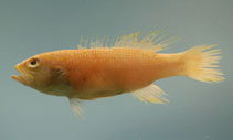 <p>The dorsal and caudal fins are yellow</p><p>upper and lower margins of caudal fin rays are tipped black</p><p>Pale red with yellow spots dorsally and paleer ventrally</p><p>A narrow yellow streak runs from tip of snout across the cheeks</p><p>A second streak goes from the eyes to opercular margin</p><p>continuous and unotched dorsal fin</p>