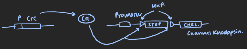 <ul><li><p>Another way of optogenetically controlling neurons</p></li><li><p class="MsoListParagraphCxSpMiddle">Cre is a site specific recombinase which acts on LoxP sites</p></li><li><p class="MsoListParagraphCxSpMiddle">LoxP is a 34bp sequence which Cre binds to</p></li><li><p class="MsoListParagraphCxSpMiddle">Cre and channel rhodopsin inserted into dopaminergic neurons</p></li><li><p class="MsoListParagraphCxSpMiddle">Cre controlled by cell-specific promoter</p></li><li><p class="MsoListParagraphCxSpMiddle">Cre bind to LoxPforming stite specific recombination – removing the intervening STOP sequence. When Cre is bound it allows channel rhodopsin to be transcribed, controlled by the promoter</p></li><li><p class="MsoListParagraphCxSpLast">Cells where Cre is not expressed, channel rhodopsin is also not expressed as theres a STOP cassette between the promoter and channel rhodopsin</p></li></ul><p></p>