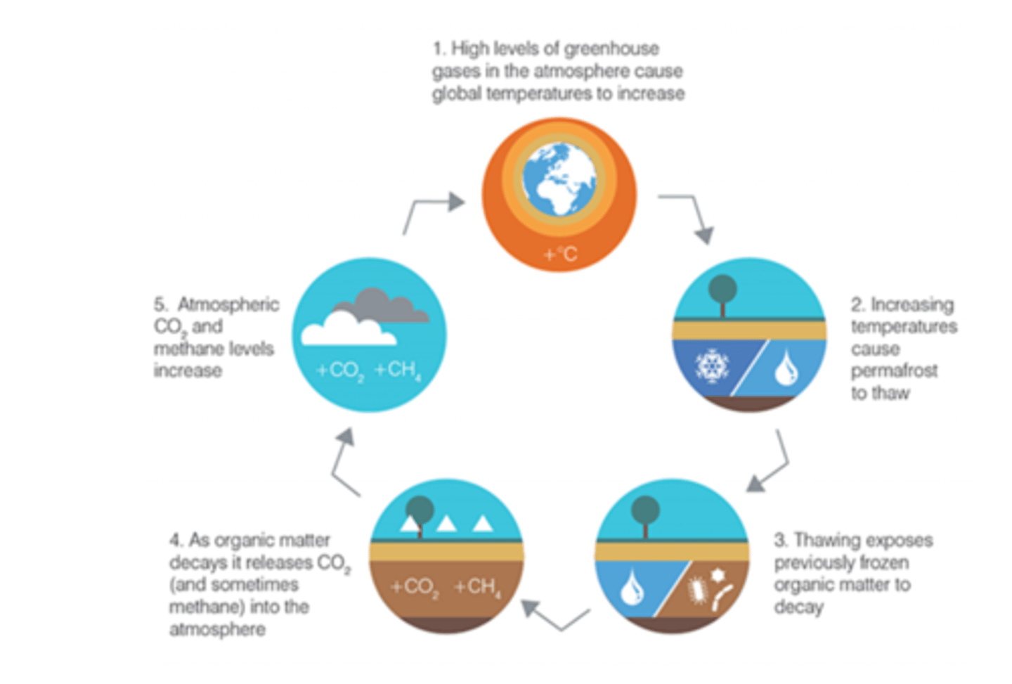 <p>- Rising temps thaw permafrost, releasing CO2 and methane</p><p>- Causes warming on local and global scale</p><p>- Higher temps cause more permafrost to melt</p>