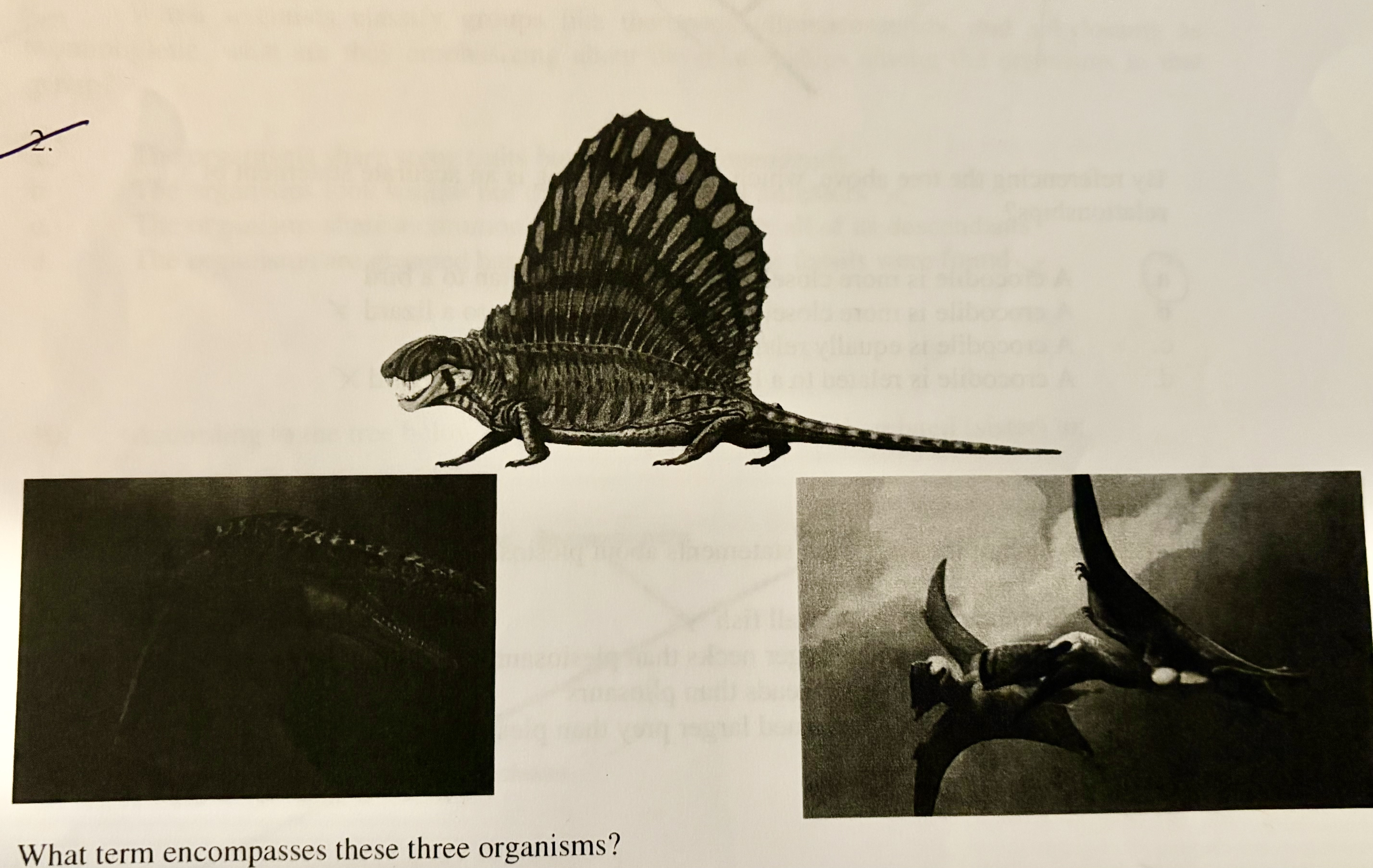 <p>What term encompasses these three organisms?</p>