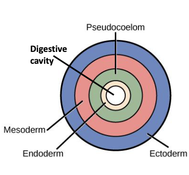 <p>coelom lined by (in between) endoderm and mesoderm</p>