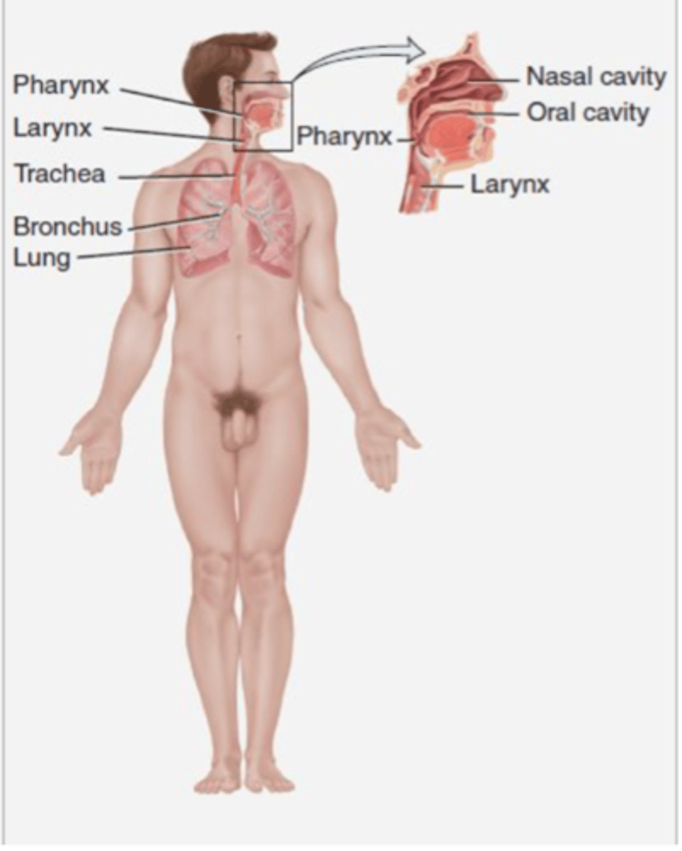 <p>Lungs, trachea, pharynx, larynx, and bronchial tubes</p>