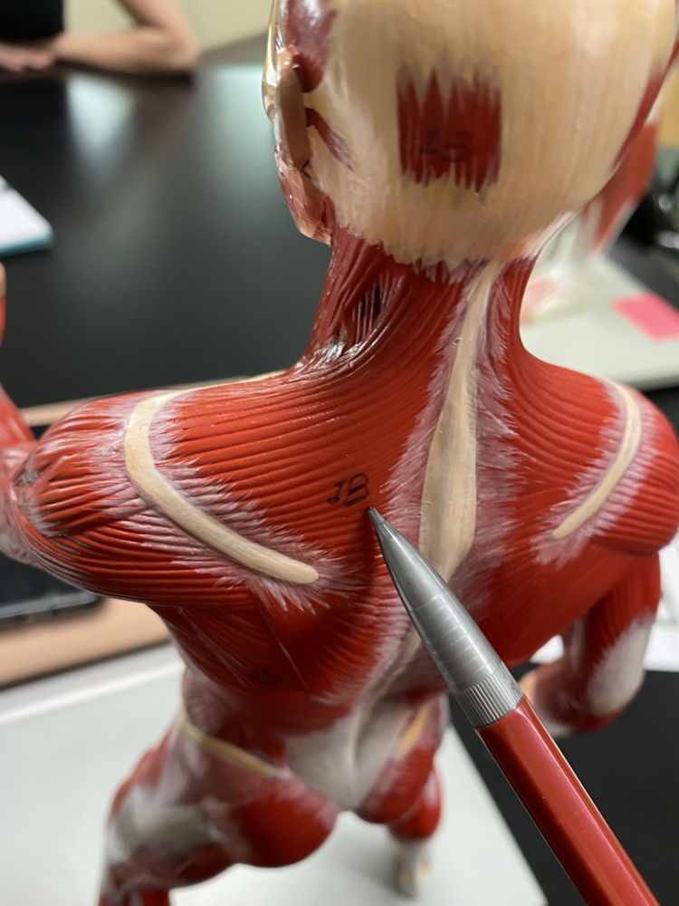 Site of bone elongation and growth
