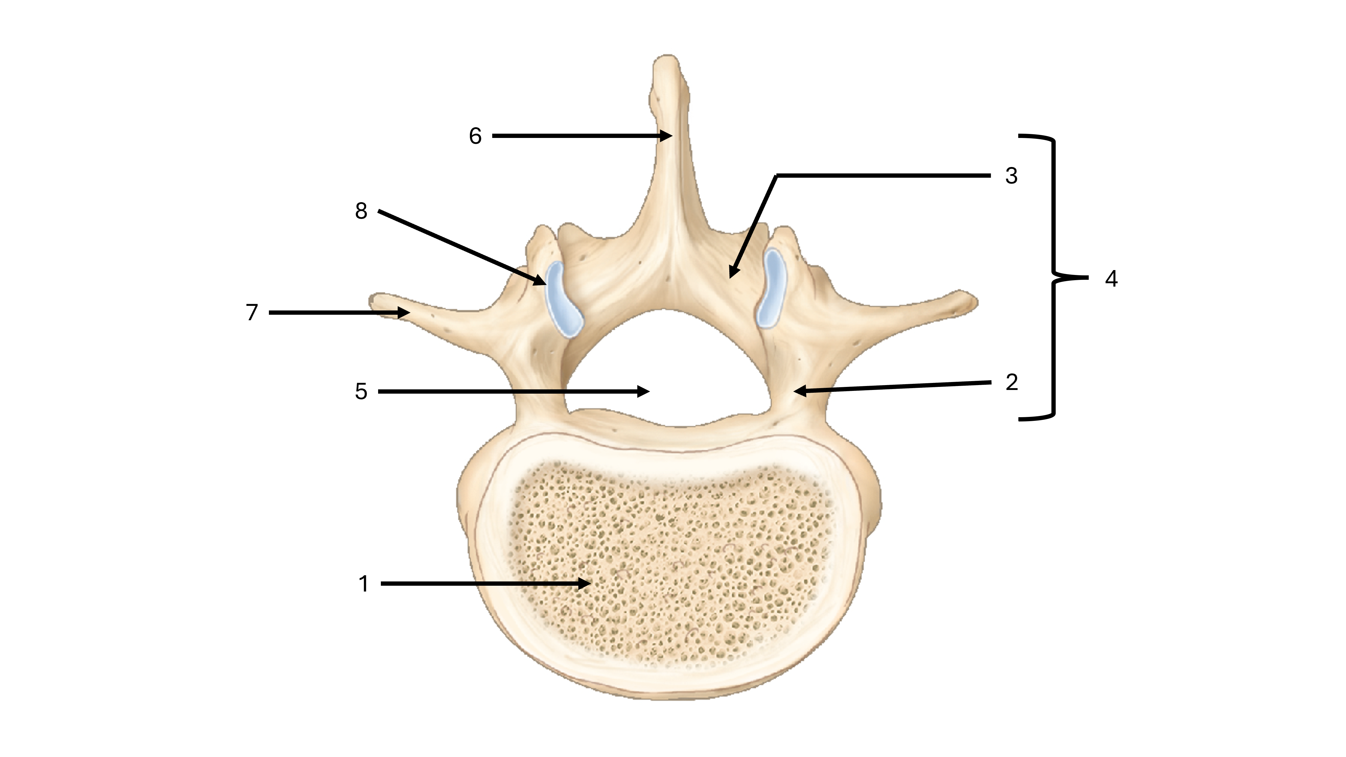 <p>what view are we seeing this vertebrae from </p>