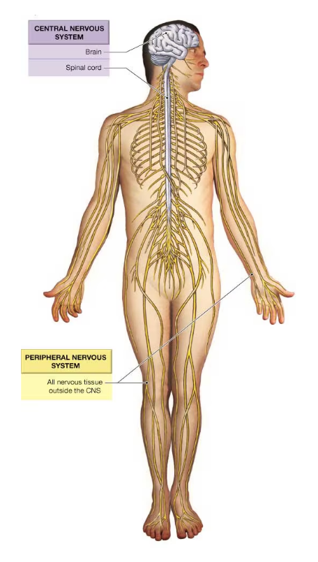 <p>central nervous system (CNS) and peripheral nervous system (PNS) </p>