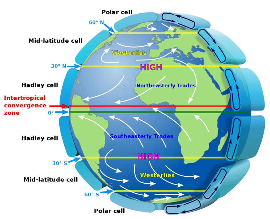 <p>Hadley Cells (larger cell, greatest heating), Ferrel Cells (flow in the opposite direction) Polar Cells (smaller cells)</p>