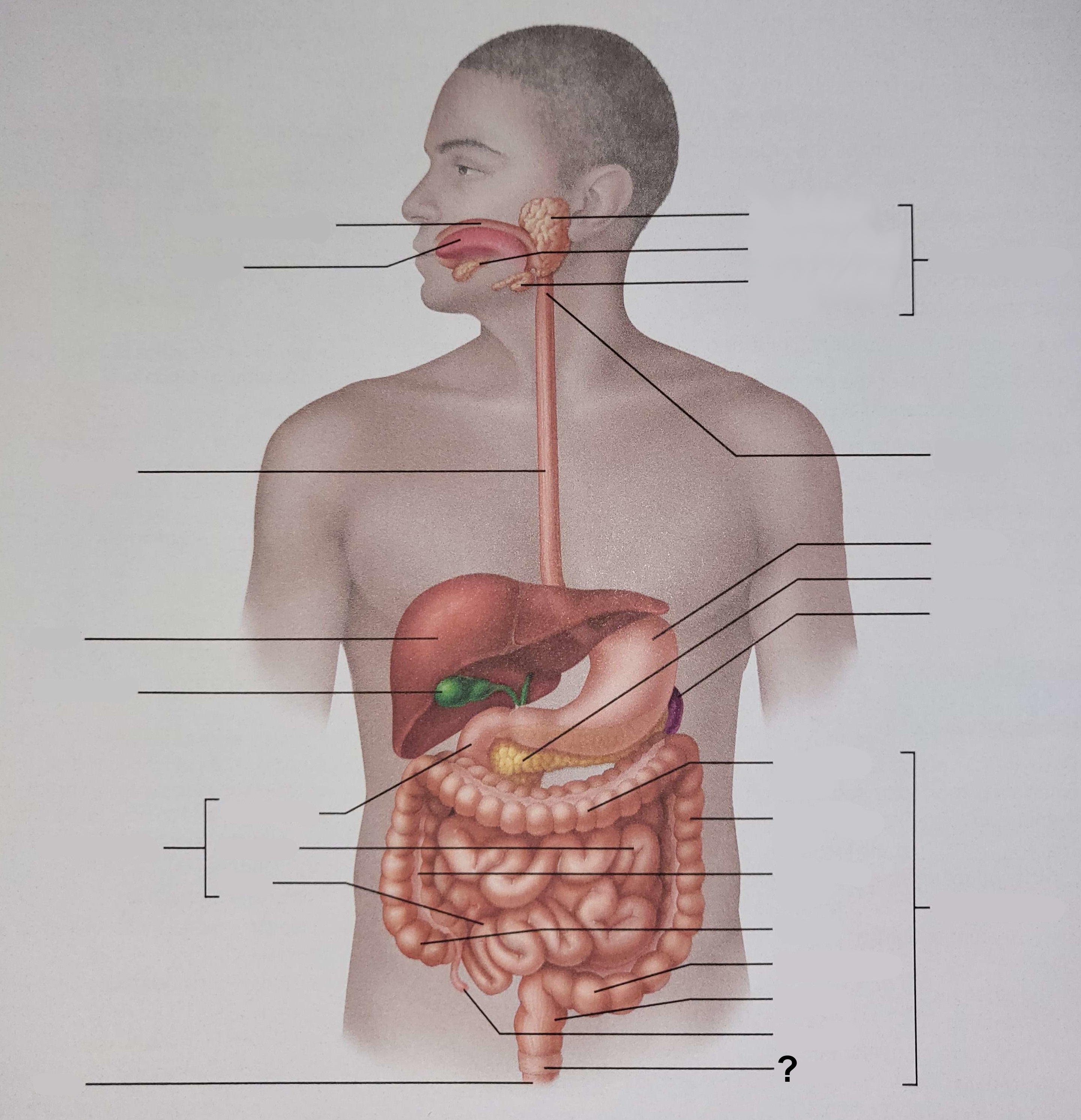 <p>Name the indicated structure.</p>